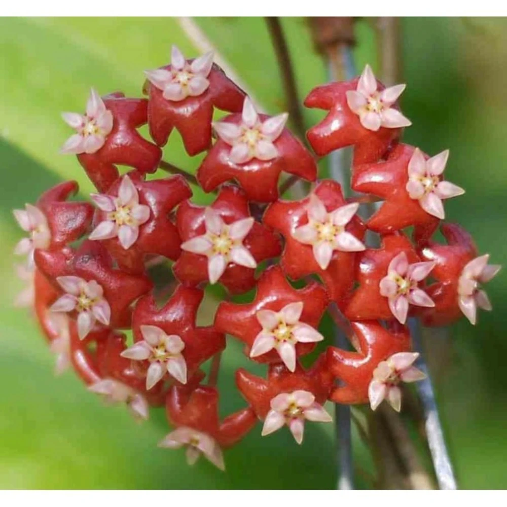 Hoya Affinis (fleur De Porcelaine, Fleur De Cire) Rouge - Taille Pot De 2 Litres - 20/40 Cm 1 Hoya Affinis (fleur De Porcelaine, Fleur De Cire) Rouge - Taille Pot De 2 Litres - 20/40 Cm