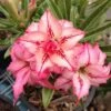 Adenium Obesum Cv.arrow Rose - Taille Caudex D'environ 2000g 25/30cm Très Gros Caudex