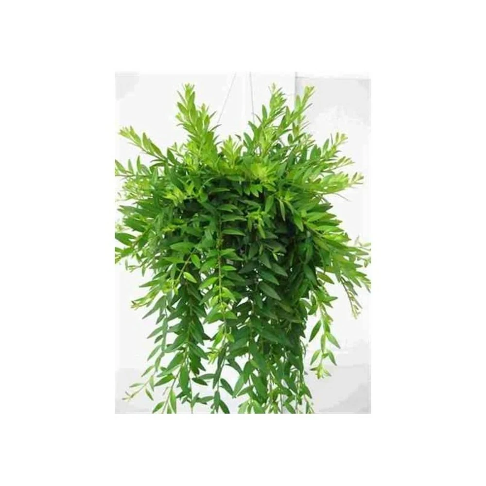 Aeschynanthus Hybride "japhrolepis" Taille Pot De 2 Litres - 20/60 Cm - Rouge 2 Aeschynanthus Hybride "japhrolepis" Taille Pot De 2 Litres - 20/60 Cm - Rouge – Image 2