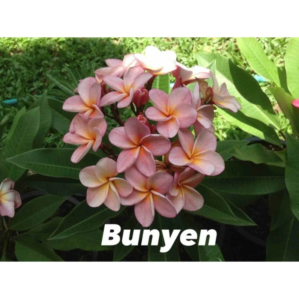 Plumeria Rubra "bunyen" (frangipanier) Rose - Taille Pot De 2 Litres ? 20/30 Cm 1 Plumeria Rubra "bunyen" (frangipanier) Rose - Taille Pot De 2 Litres ? 20/30 Cm