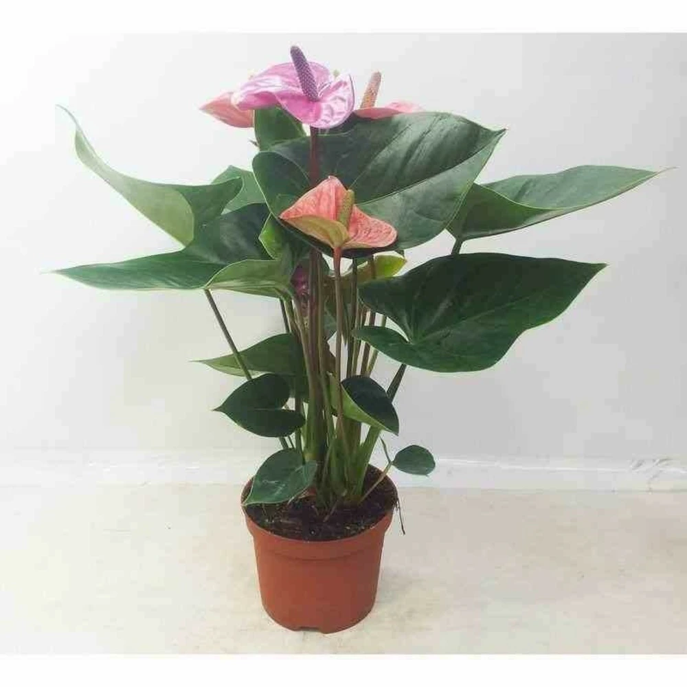 Anthurium Andreanum Rose Cavalli (anthure Flamant Rose, Langue De Feu) Taille Pot De 1 Litre- 40/60cm 1 Anthurium Andreanum Rose Cavalli (anthure Flamant Rose, Langue De Feu) Taille Pot De 1 Litre- 40/60cm