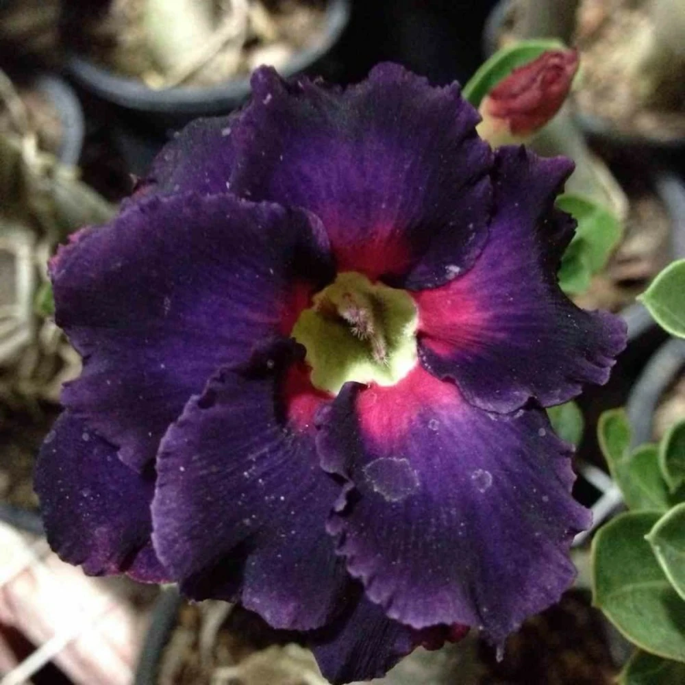 Adenium Obesum Cv.black Boader Noir - Taille Caudex D'environ 2000g 25/30cm Très Gros Caudex 1 Adenium Obesum Cv.black Boader Noir - Taille Caudex D'environ 2000g 25/30cm Très Gros Caudex