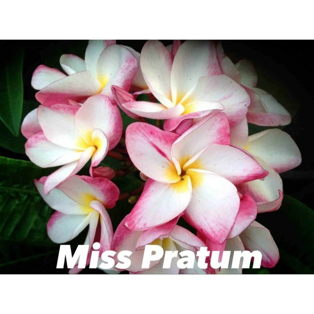 Plumeria Rubra "miss Pratum" (frangipanier) Taille Pot De 2 Litres ? 20/30 Cm - Tricolor 1 Plumeria Rubra "miss Pratum" (frangipanier) Taille Pot De 2 Litres ? 20/30 Cm - Tricolor