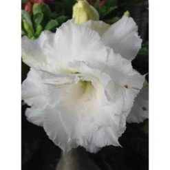Adenium Obesum Cv.numchok White Blanc - Taille Caudex D'environ 2000g 25/30cm Très Gros Caudex