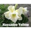 Adenium Obesum Cv.hussadee Yelow Blanc - Taille Caudex D'environ 300g 20/25cm
