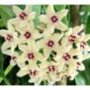 Hoya Buotii (fleur De Porcelaine, Fleur De Cire) Taille Pot De 2 Litres - 20/40 Cm - Blanc Et Rose
