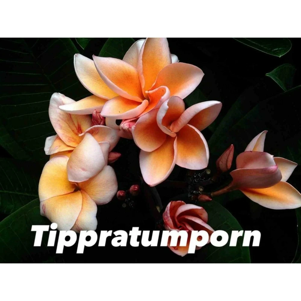Plumeria Rubra "tippratumporn" (frangipanier) Orange - Taille Pot De 2 Litres ? 20/30 Cm 1 Plumeria Rubra "tippratumporn" (frangipanier) Orange - Taille Pot De 2 Litres ? 20/30 Cm