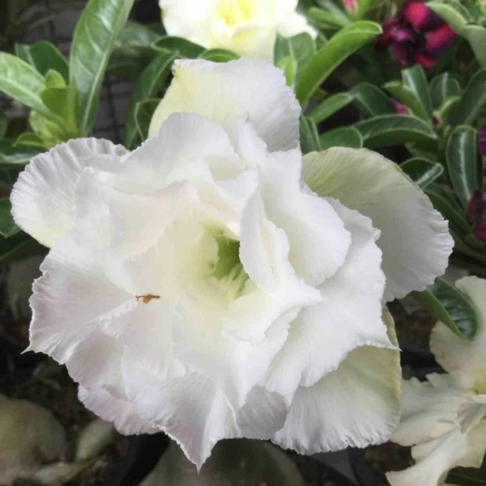 Adenium Obesum Cv.ang Snow Blanc - Taille Caudex D'environ 300g 20/25cm 1 Adenium Obesum Cv.ang Snow Blanc - Taille Caudex D'environ 300g 20/25cm