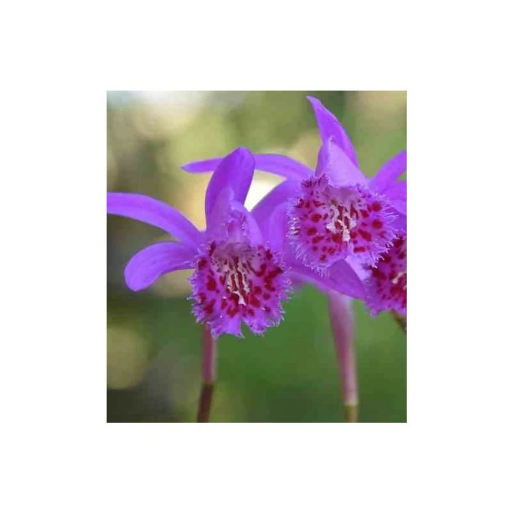 Pleione 'bulbocodiodes' Rose - Taille Pot De 1 Litre - 0/40 Cm 2 Pleione 'bulbocodiodes' Rose - Taille Pot De 1 Litre - 0/40 Cm – Image 2