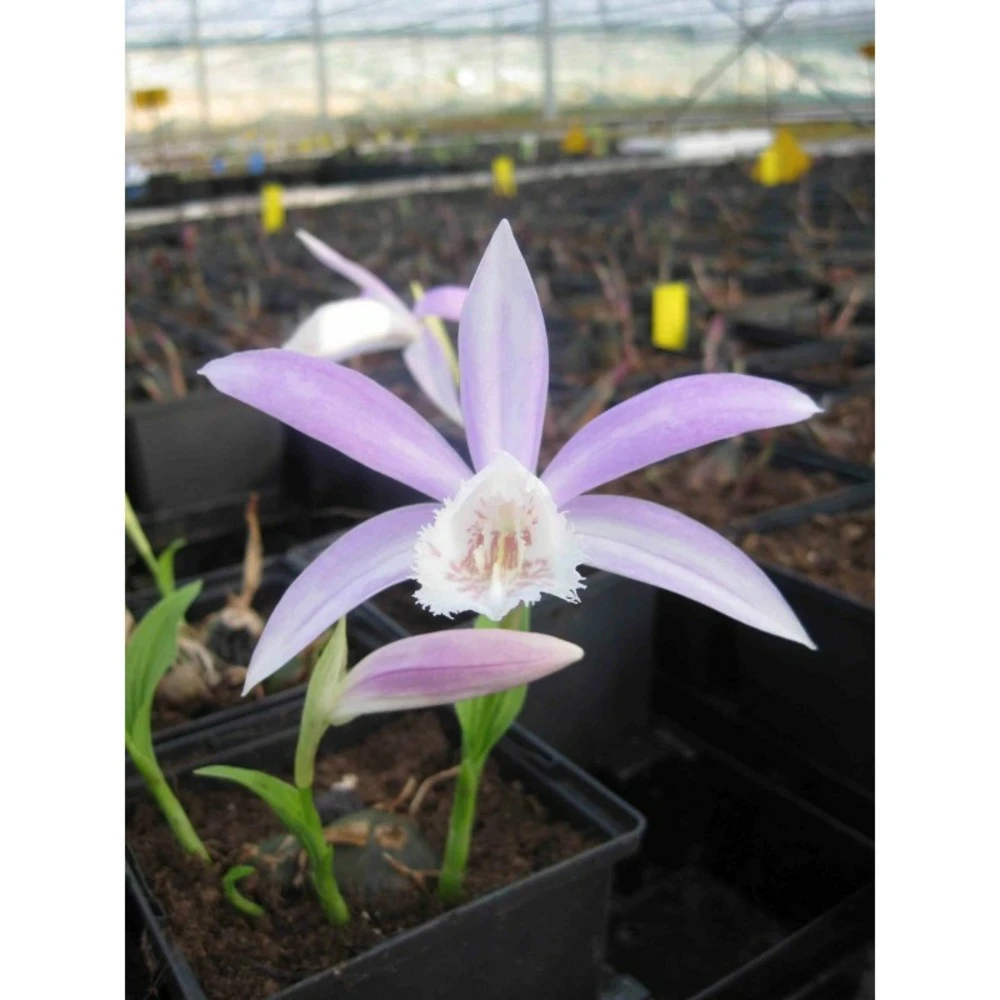 Pleione Formosana Taille Pot De 1 Litre - 0/40 Cm - Blanc Et Rose 1 Pleione Formosana Taille Pot De 1 Litre - 0/40 Cm - Blanc Et Rose