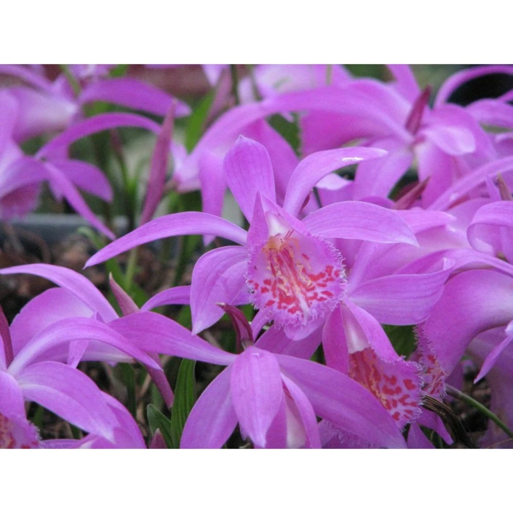 Pleione "tongariro" Taille Pot De 1 Litre - 0/40 Cm 1 Pleione "tongariro" Taille Pot De 1 Litre - 0/40 Cm