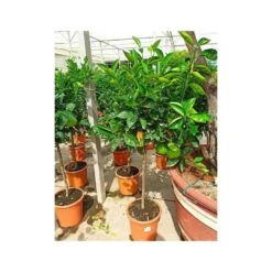 Citrus Sinensis (oranger) Blanc - Taille Pot De 4 Litres - 30/50 Cm 6 Citrus Sinensis (oranger) Blanc - Taille Pot De 4 Litres - 30/50 Cm -Magasin De Graines De Plantes 640394663e45d1.54346571