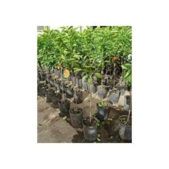 Citrus Sinensis (oranger) Blanc - Taille Pot De 4 Litres - 30/50 Cm 7 Citrus Sinensis (oranger) Blanc - Taille Pot De 4 Litres - 30/50 Cm -Magasin De Graines De Plantes 64039466471553.27725496
