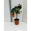 Citrus Sinensis (oranger) Blanc - Taille Pot De 4 Litres - 30/50 Cm