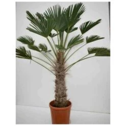Trachycarpus Wagnerianus (palmier De Chusan, Palmier Moulin à Vent) Tronc De 40/50cm- Total 120/140cm -Magasin De Graines De Plantes 6403953626da63.27505185
