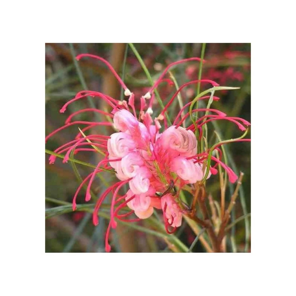 Grevillea Johnsonii (grevillea De Johnson Ou Fleur D'araignée De Johnson,) Taille Pot De 2 Litres 30/40 Cm 4 Grevillea Johnsonii (grevillea De Johnson Ou Fleur D'araignée De Johnson,) Taille Pot De 2 Litres 30/40 Cm – Image 4