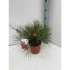 Grevillea Johnsonii (grevillea De Johnson Ou Fleur D'araignée De Johnson,) Taille Pot De 2 Litres 30/40 Cm