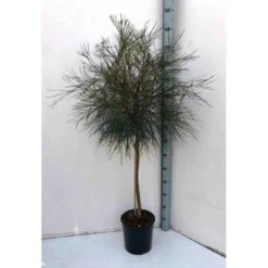 Grevillea Johnsonii (grevillea De Johnson Ou Fleur D'araignée De Johnson,) Taille Pot De 6 Litres - 100/120 Cm -Magasin De Graines De Plantes 640395807e85b6.70200338