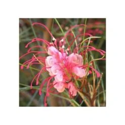 Grevillea Johnsonii (grevillea De Johnson Ou Fleur D'araignée De Johnson,) Taille Pot De 6 Litres - 100/120 Cm -Magasin De Graines De Plantes 640395808f96e0.70594532