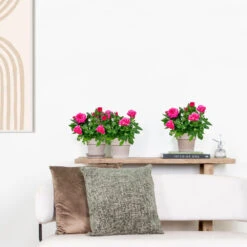 3x Pot Rose Rose - Rosa – Plante De Terrasse & D'intérieur – ⌀12cm – ↕20-30cm 7 3x Pot Rose Rose - Rosa – Plante De Terrasse & D'intérieur – ⌀12cm – ↕20-30cm -Magasin De Graines De Plantes 64062fbfc0d959.17995780