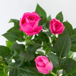 3x Pot Rose Rose - Rosa – Plante De Terrasse & D'intérieur – ⌀12cm – ↕20-30cm 6 3x Pot Rose Rose - Rosa – Plante De Terrasse & D'intérieur – ⌀12cm – ↕20-30cm -Magasin De Graines De Plantes 64062fbfd17801.69056399
