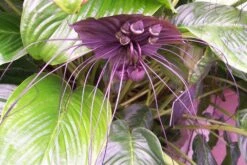 Kit De Culture - Fleur Chauve-souris - 10 Graines - Tacca Chantrieri -Magasin De Graines De Plantes 64063aa2c74683.42165592