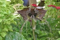Kit De Culture - Fleur Chauve-souris - 10 Graines - Tacca Chantrieri -Magasin De Graines De Plantes 64063aa2cd2625.34699731
