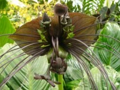 Kit De Culture - Fleur Chauve-souris - 10 Graines - Tacca Chantrieri -Magasin De Graines De Plantes 64063aa2d6e330.86673549