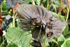 Kit De Culture - Fleur Chauve-souris - 10 Graines - Tacca Chantrieri -Magasin De Graines De Plantes 64063aa2db9035.02599166