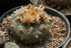 Kit De Culture - Peyotl - 20 Graines - Lophophora Williamsii -Magasin De Graines De Plantes 64063bf0bf0996.39593410