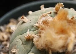 Kit De Culture - Peyotl - 20 Graines - Lophophora Williamsii -Magasin De Graines De Plantes 64063bf0c4d7c7.15157855