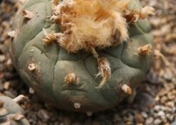 Kit De Culture - Peyotl - 20 Graines - Lophophora Williamsii -Magasin De Graines De Plantes 64063bf0c9c6c3.02573478