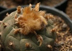 Kit De Culture - Peyotl - 20 Graines - Lophophora Williamsii -Magasin De Graines De Plantes 64063bf0d36634.34846824