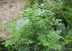 Kit De Culture - Réglisse Glabre - 30 Graines - Glycyrrhiza Glabra -Magasin De Graines De Plantes 6406410a16bf83.47783647