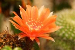 Kit De Culture - Cactus Nain Argentin - 40 Graines - Rebutia / Mix -Magasin De Graines De Plantes 640641133925d5.53399073