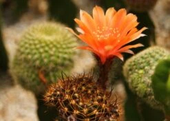 Kit De Culture - Cactus Nain Argentin - 40 Graines - Rebutia / Mix -Magasin De Graines De Plantes 640641133d8f32.78608637