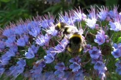 Kit De Culture - Vipérine De Madère - 100 Graines - Echium Fastuosa 12 Kit De Culture - Vipérine De Madère - 100 Graines - Echium Fastuosa -Magasin De Graines De Plantes 64064122857f33.93017870