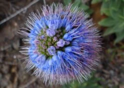 Kit De Culture - Vipérine De Madère - 100 Graines - Echium Fastuosa 13 Kit De Culture - Vipérine De Madère - 100 Graines - Echium Fastuosa -Magasin De Graines De Plantes 64064122aaf647.33991819