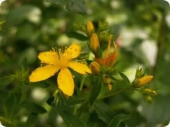 Kit De Culture - Millepertuis Perforé - 300 Graines - Hypericum Perforatum -Magasin De Graines De Plantes 64064130d076c2.07984889