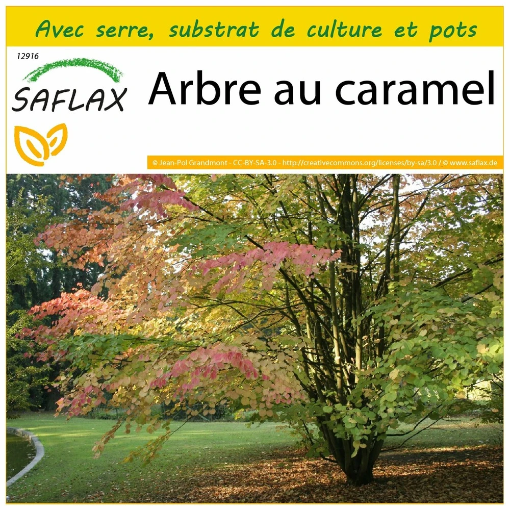 Kit De Culture - Arbre Au Caramel - 200 Graines - Cercidiphyllum Japonicum 1 Kit De Culture - Arbre Au Caramel - 200 Graines - Cercidiphyllum Japonicum