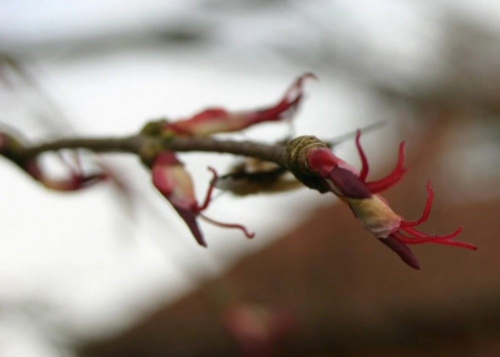 Kit De Culture - Arbre Au Caramel - 200 Graines - Cercidiphyllum Japonicum 6 Kit De Culture - Arbre Au Caramel - 200 Graines - Cercidiphyllum Japonicum – Image 6