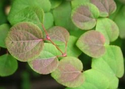 Kit De Culture - Arbre Au Caramel - 200 Graines - Cercidiphyllum Japonicum 10 Kit De Culture - Arbre Au Caramel - 200 Graines - Cercidiphyllum Japonicum -Magasin De Graines De Plantes 64064132b8b5b0.99715833