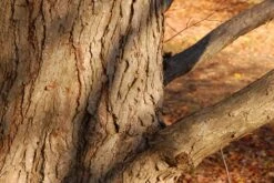 Kit De Culture - Arbre Au Caramel - 200 Graines - Cercidiphyllum Japonicum 11 Kit De Culture - Arbre Au Caramel - 200 Graines - Cercidiphyllum Japonicum -Magasin De Graines De Plantes 64064132bf1940.87270238