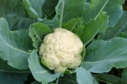Kit De Culture - Bio - Chou-fleur - Boule De Neige - 70 Graines - Brassica Oleracea Var. Botrytis -Magasin De Graines De Plantes 6406413d5b1b17.42762175