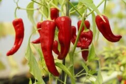 Kit De Culture - Bio - Piment - De Cayenne Long Slim - 10 Graines - Capsicum Annuum -Magasin De Graines De Plantes 64064142b69022.82344798
