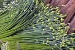 Kit De Culture - Bio - Ciboulette De Chine - 100 Graines - Allium Tuberosum 13 Kit De Culture - Bio - Ciboulette De Chine - 100 Graines - Allium Tuberosum -Magasin De Graines De Plantes 6406414b167639.94224056