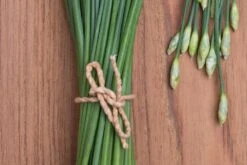 Kit De Culture - Bio - Ciboulette De Chine - 100 Graines - Allium Tuberosum 12 Kit De Culture - Bio - Ciboulette De Chine - 100 Graines - Allium Tuberosum -Magasin De Graines De Plantes 6406414b24e430.90625062