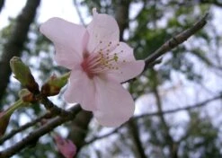 Kit De Culture - Cerisier Du Japon - 30 Graines - Prunus Serrulata -Magasin De Graines De Plantes 6406415744b9b2.00601306