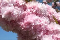 Kit De Culture - Cerisier Du Japon - 30 Graines - Prunus Serrulata -Magasin De Graines De Plantes 640641574ab250.52700865