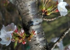 Kit De Culture - Cerisier Du Japon - 30 Graines - Prunus Serrulata -Magasin De Graines De Plantes 64064157569a34.21301992